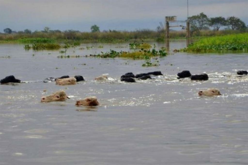 Evacúan vacas por la crecida del río Paraná