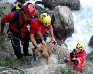 Los rescates de animales entre las tareas alternativas más pedidas a los bomberos