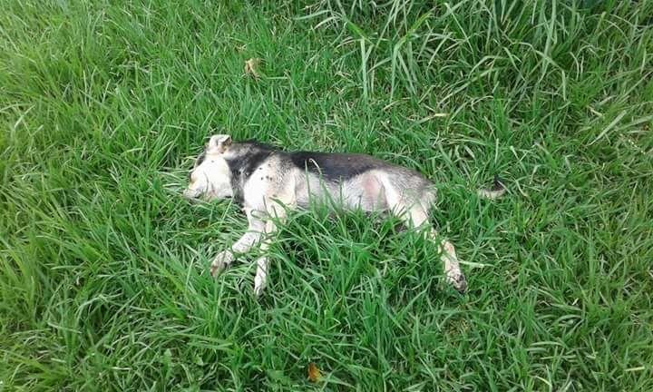 Una nueva matanza de perros pone en alerta a los vecinos de Ignacio Correas
