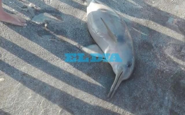 Hallaron 14 delfines muertos en las playas del Partido de la Costa
