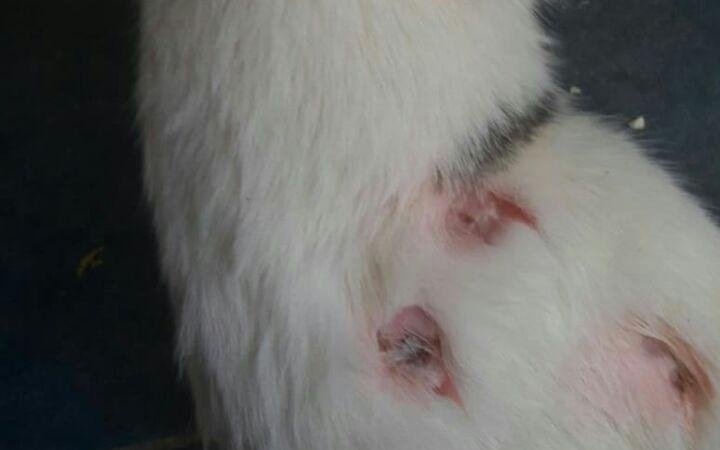 Denuncian maltrato animal y matanza de gatos en un country de la ruta 2