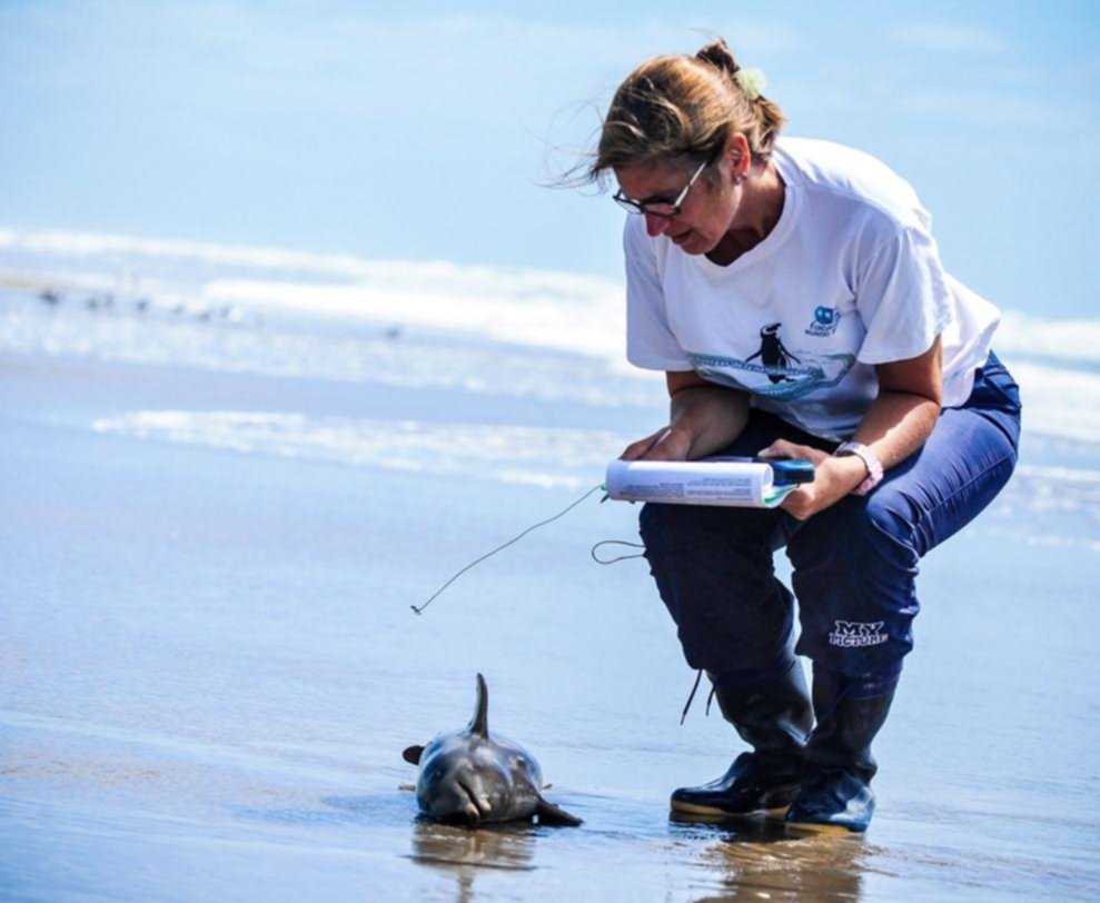 Conmoción por el hallazgo de delfines muertos en playas del Partido de la Costa