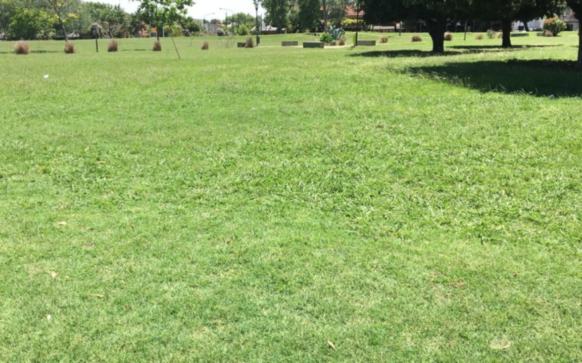 Pasto crecido e invasión de mosquitos en el Parque Alberti