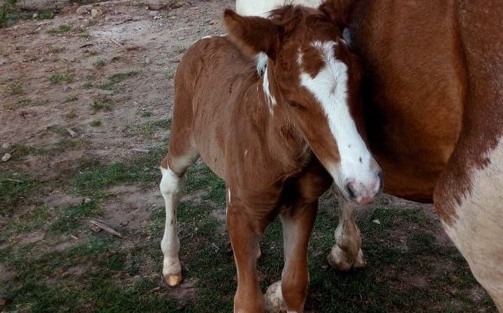 ¡Bienvenidos Perseo y Pancha! Nacieron dos potrillos de yeguas rescatadas por maltrato