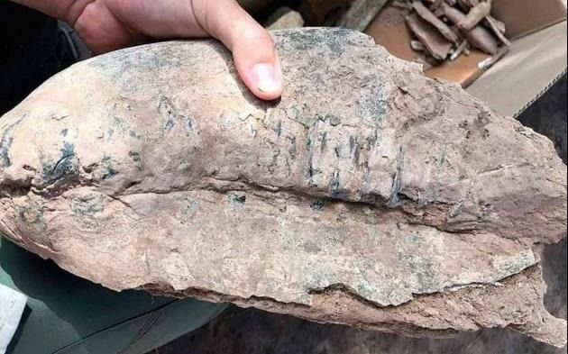 Un pescador encontró un cráneo de un mamífero de 40.000 años de antigüedad