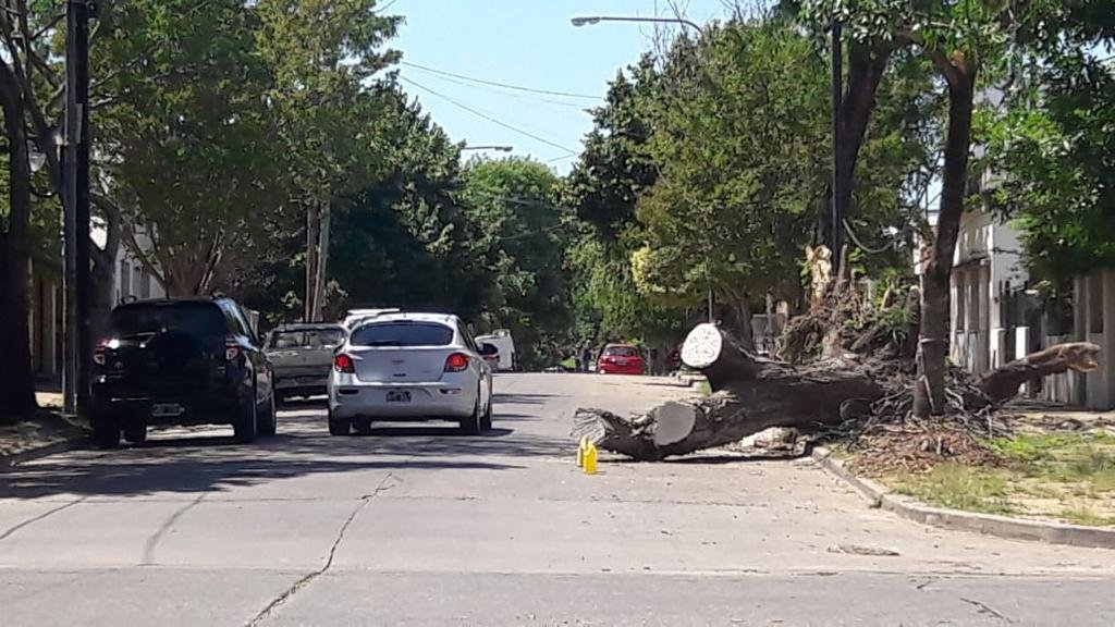 Un árbol atravesado en la calzada de 22 y 68