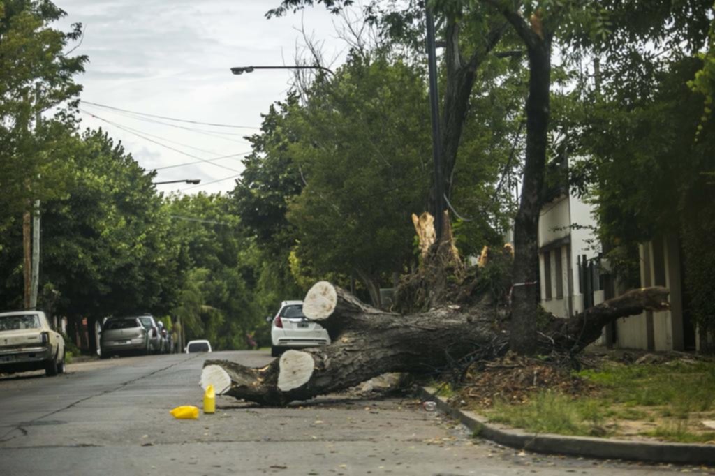 Reclaman por un árbol tirado en 22 entre 68 y 69