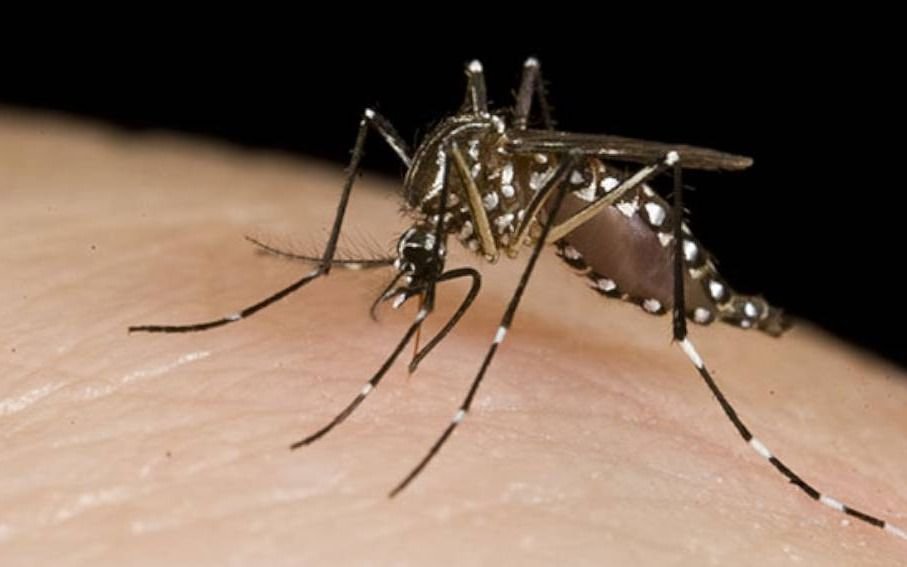 Medidas contra el Dengue, Zika y Chikungunya