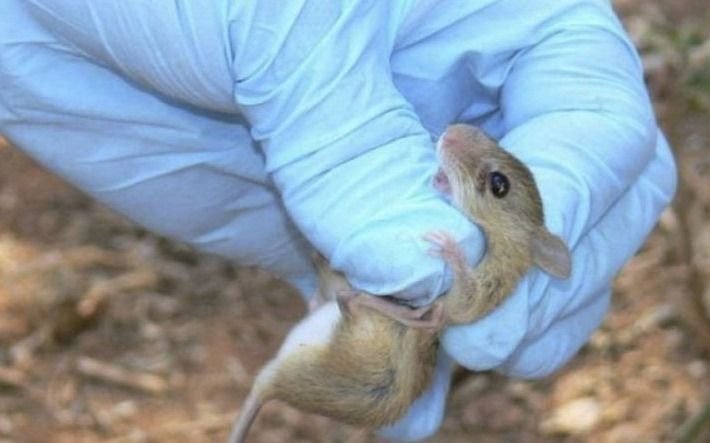 Creen que el hantavirus ahora se cobró una vida en Jujuy