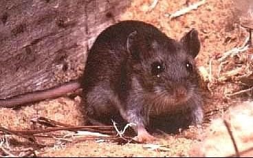 Chubut reportó otro paciente con hantavirus y ya son 24 los infectados