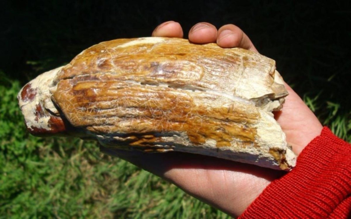 Identifican dientes de una ballena gigante en la provincia de Río Negro