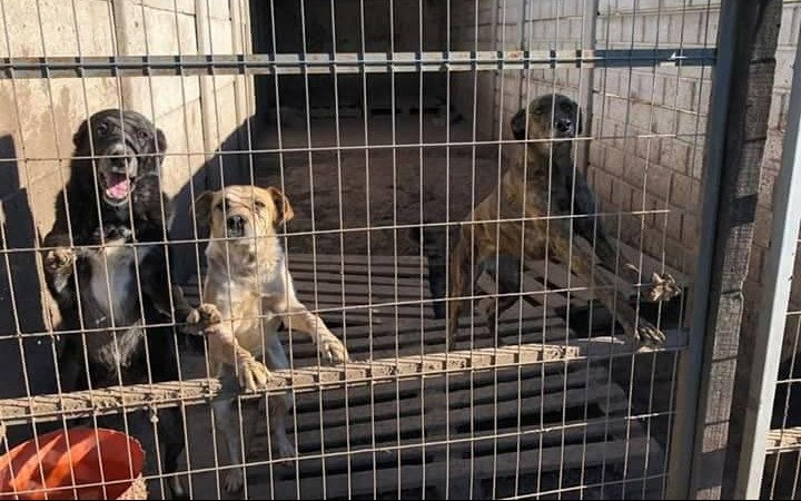 Ingresaron en una ONG protectora de animales, soltaron 120 perros y murieron 7 en una pelea