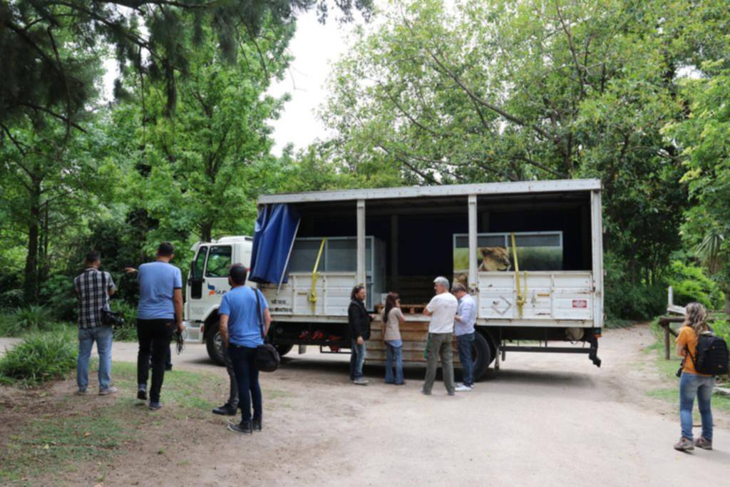 El hipopótamo “Hipólito” se despide del Zoo, donde el año pasado liberaron 100 animales