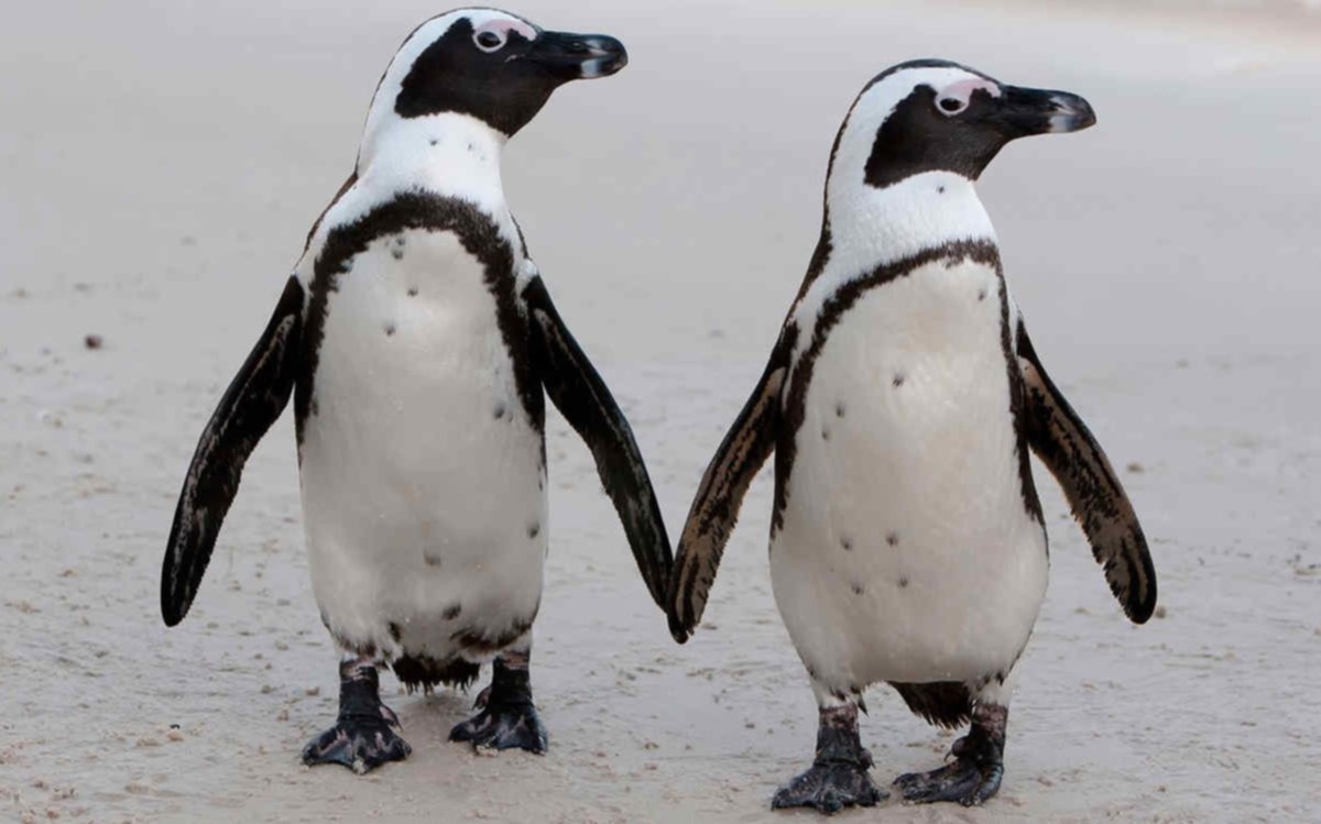 Aseguran que una "fórmula genética" puede ser la base de la monogamia en el reino animal