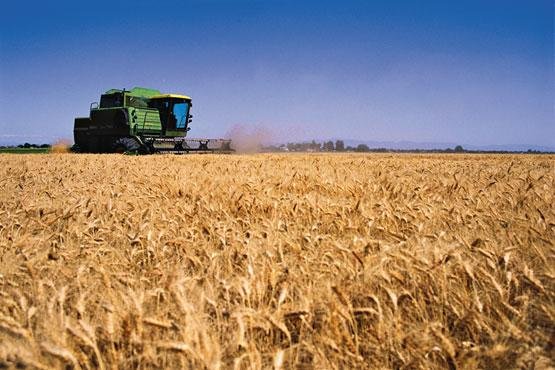 Las exportaciones de trigo generarían divisas por U$S 3 mil millones este año