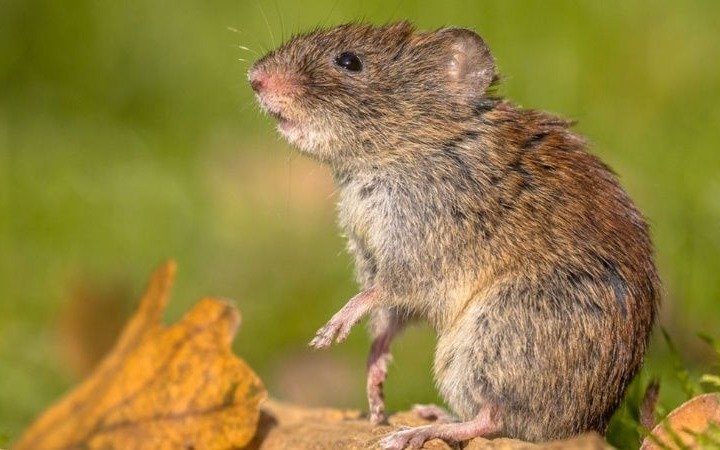 Confían en que el aislamiento respiratorio ayudará al cese del brote de hantavirus