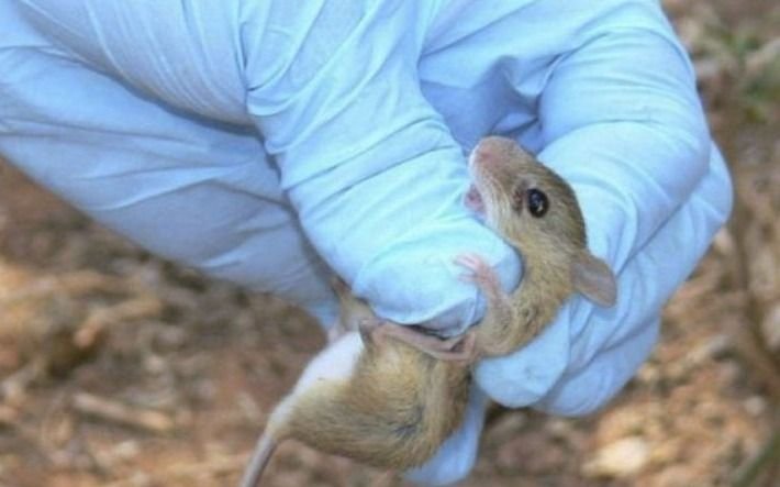 Hantavirus: confirman un caso en Jujuy y en Chubut creen haber frenado el brote