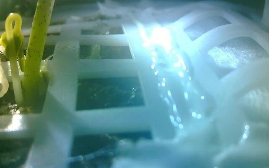 China germinó una semilla de algodón en el lado oculto de la Luna