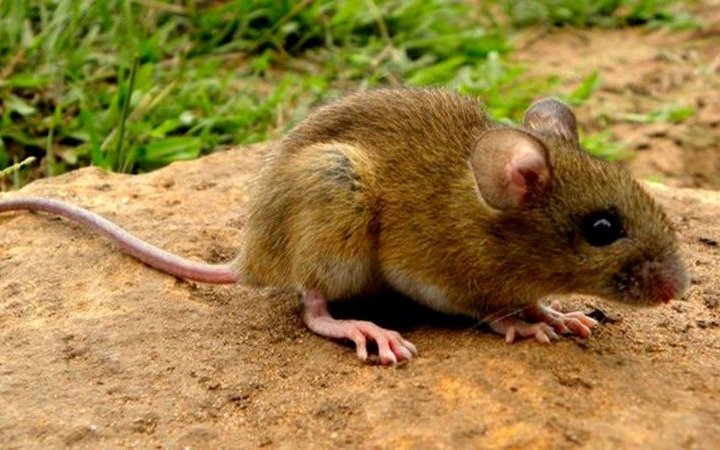 Hantavirus: confirman un segundo caso en la provincia de Buenos Aires