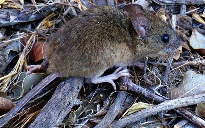 Medidas preventivas ante enfermedades trasmitidas por roedores