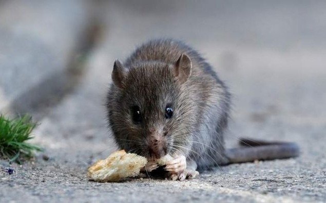 Confirmado el cuarto caso de  hantavirus en la Provincia