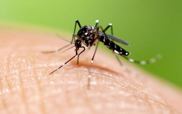 Confirmaron el primer caso de dengue de este año en Misiones