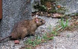 En Castelli decretaron tres días de duelo por la mujer que murió de hantavirus en una clínica de La Plata