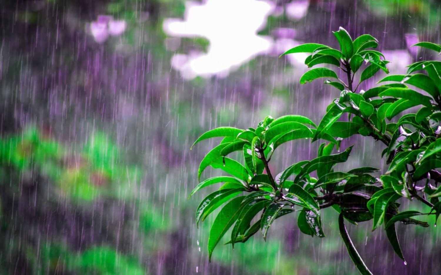 Nublado y con probabilidad de lluvias