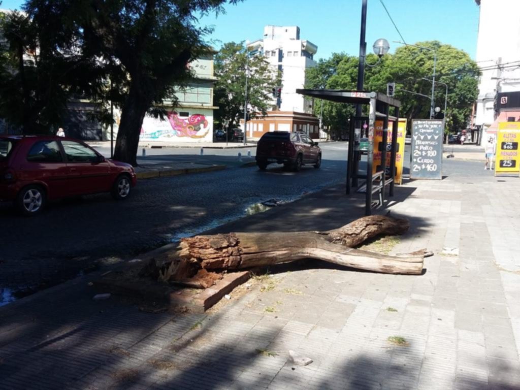 Descuidado, un árbol se vino a pique en diagonal 73 y 4