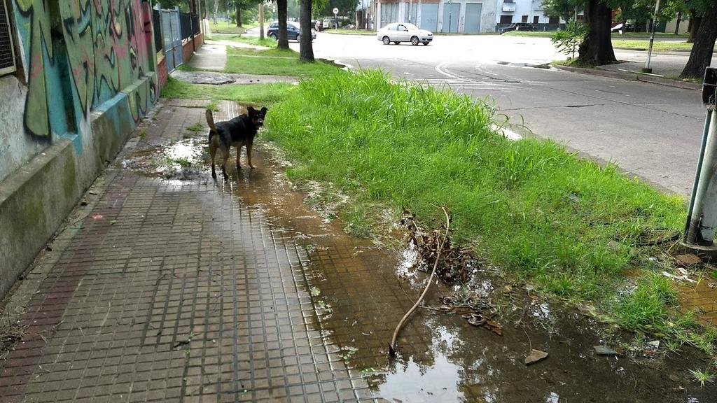 Una vereda que es un “imán” para los mosquitos