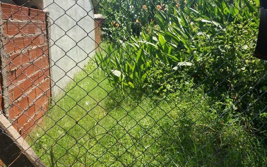 Crecen los reclamos por baldíos con pastizales y ratas