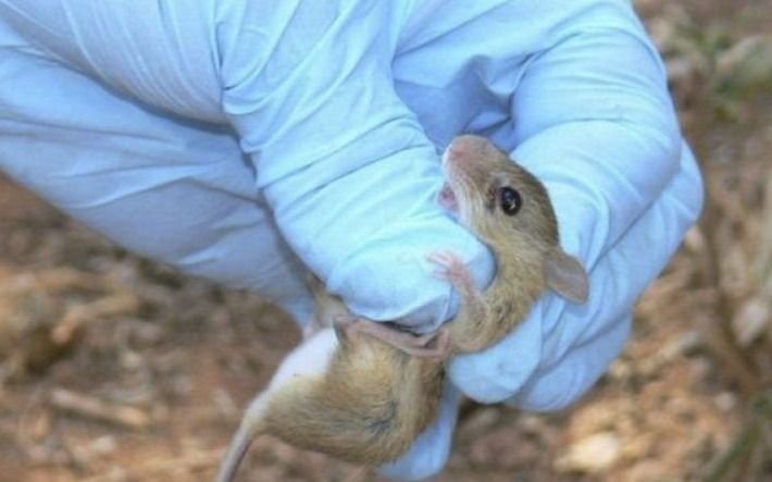 Confirman el 8vo caso de hantavirus en la Provincia