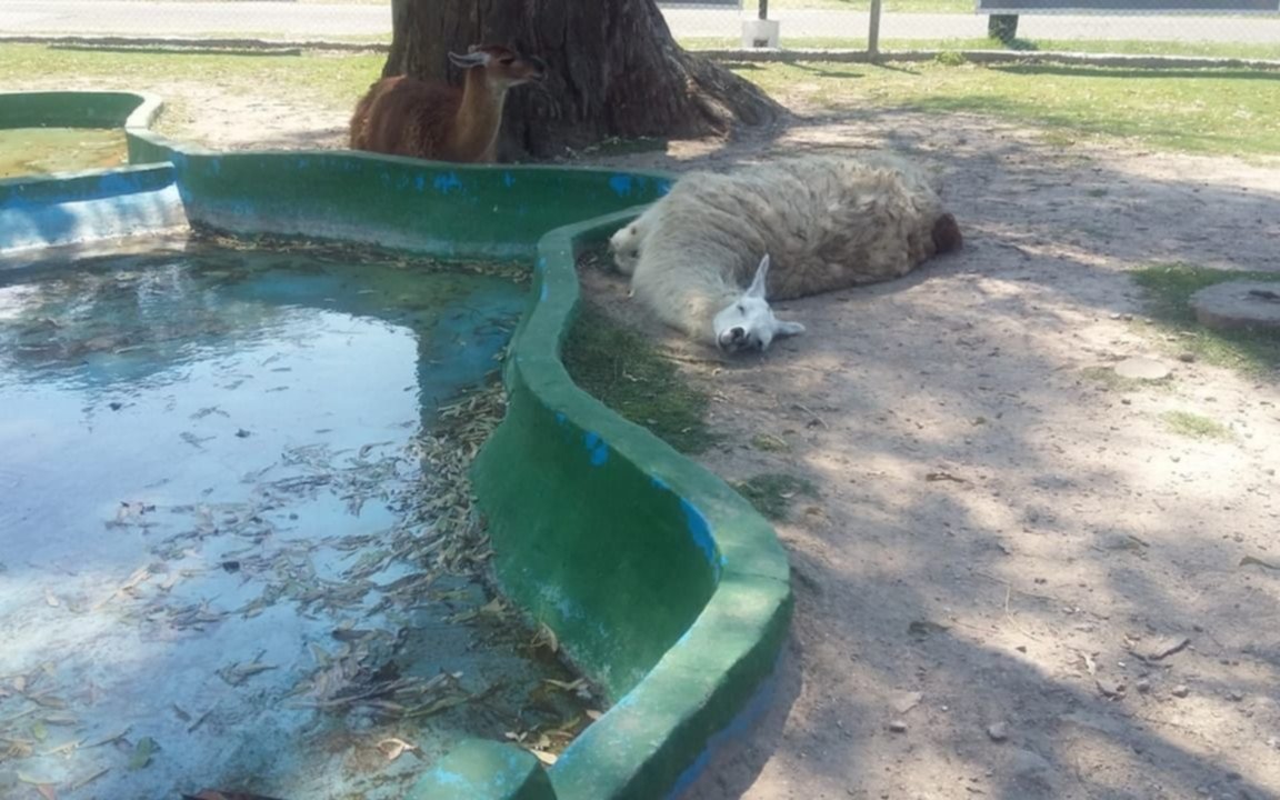Se renueva la polémica por la granja de la República de los Niños