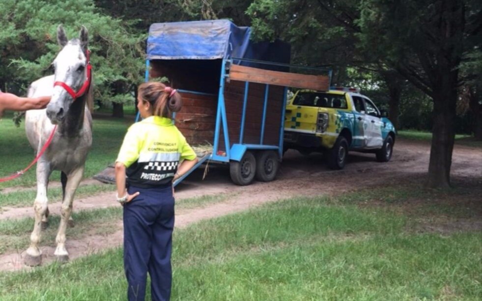 Avanzan los operativos de rescate de equinos maltratados en la Ciudad