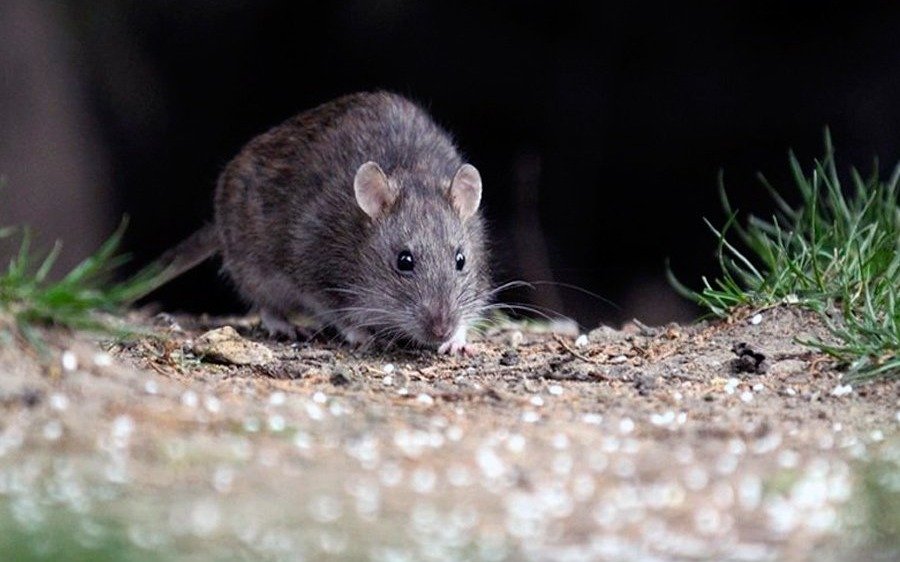 Afirman que en la Provincia hubo un descenso de la cantidad de casos de hantavirus 