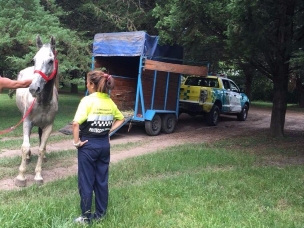 Bajo un calor aplastante, rescataron dos caballos