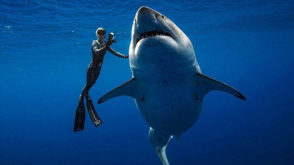 La leyenda del tiburón blanco, ¿asesino o amigo del hombre?