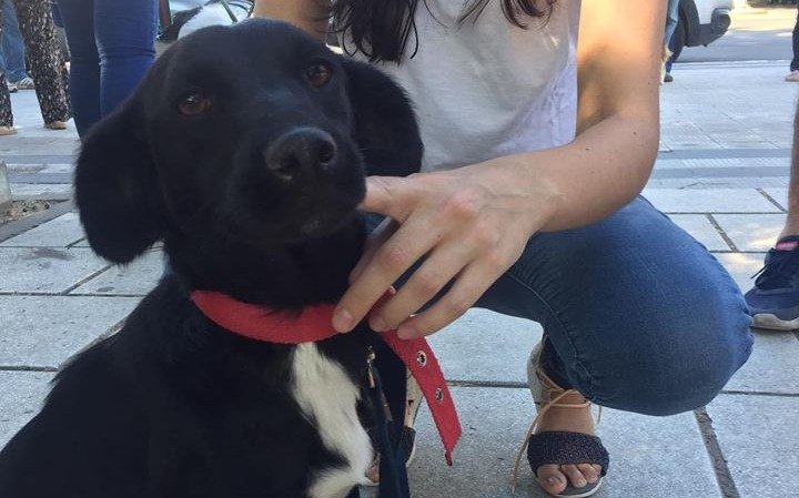 Se viene otro encuentro en la Ciudad para dar con perritos extraviados