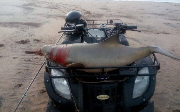 Indignación: mató a un delfín en peligro de extinción y lo paseó en su cuatriciclo