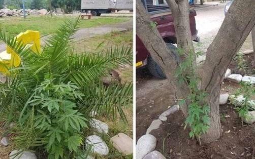 Encuentran plantas de marihuana en los canteros de una plazoleta