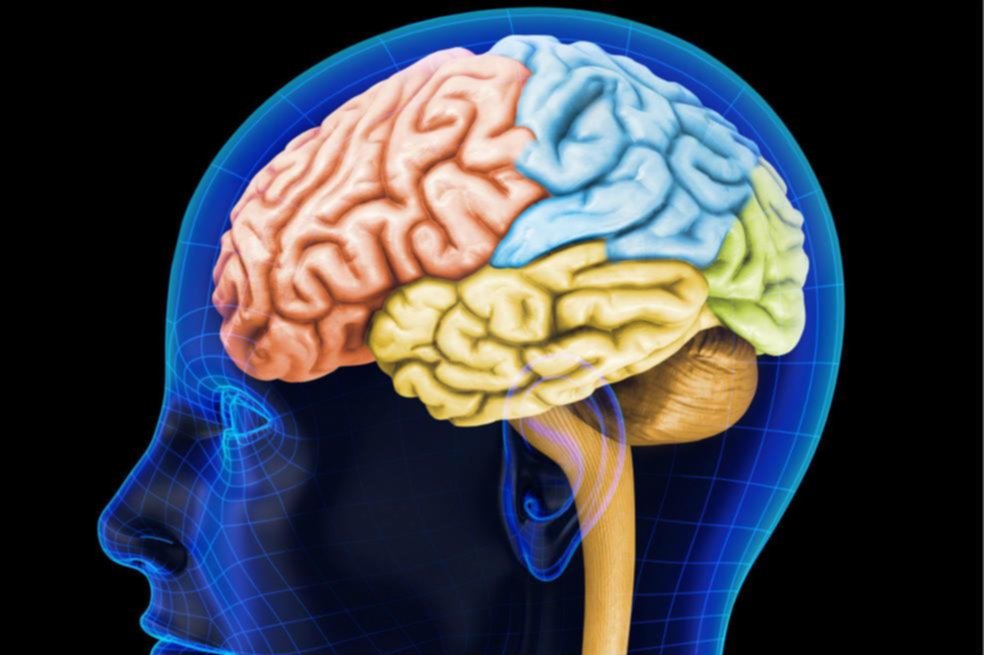 Demuestran que el cerebro humano genera nuevas neuronas hasta los 90 años