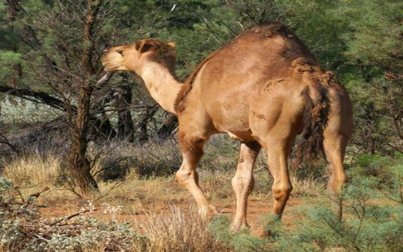En medio de la sequía, Australia mata miles de camellos salvajes “porque beben mucha agua”