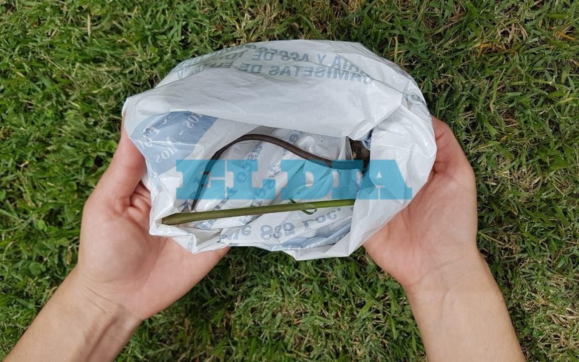 Denuncian una "invasión de ratas" en una zona de City Bell y hay temor por el hantavirus