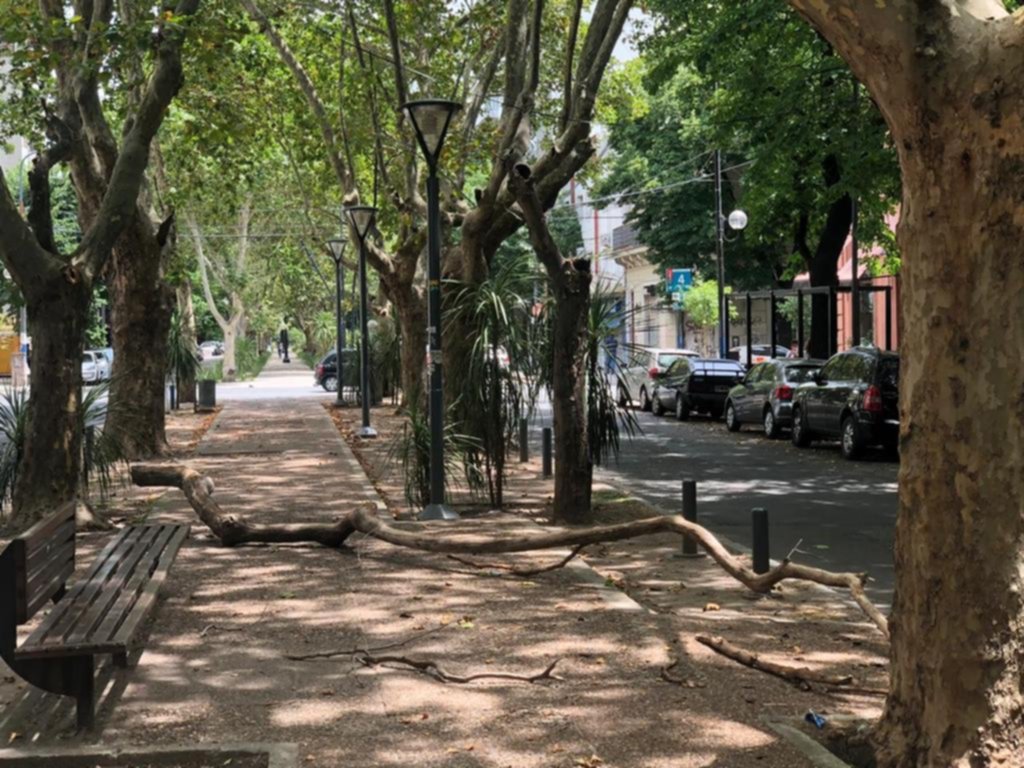 Advierten peligro por caída de ramas en 51 entre 3 y 4
