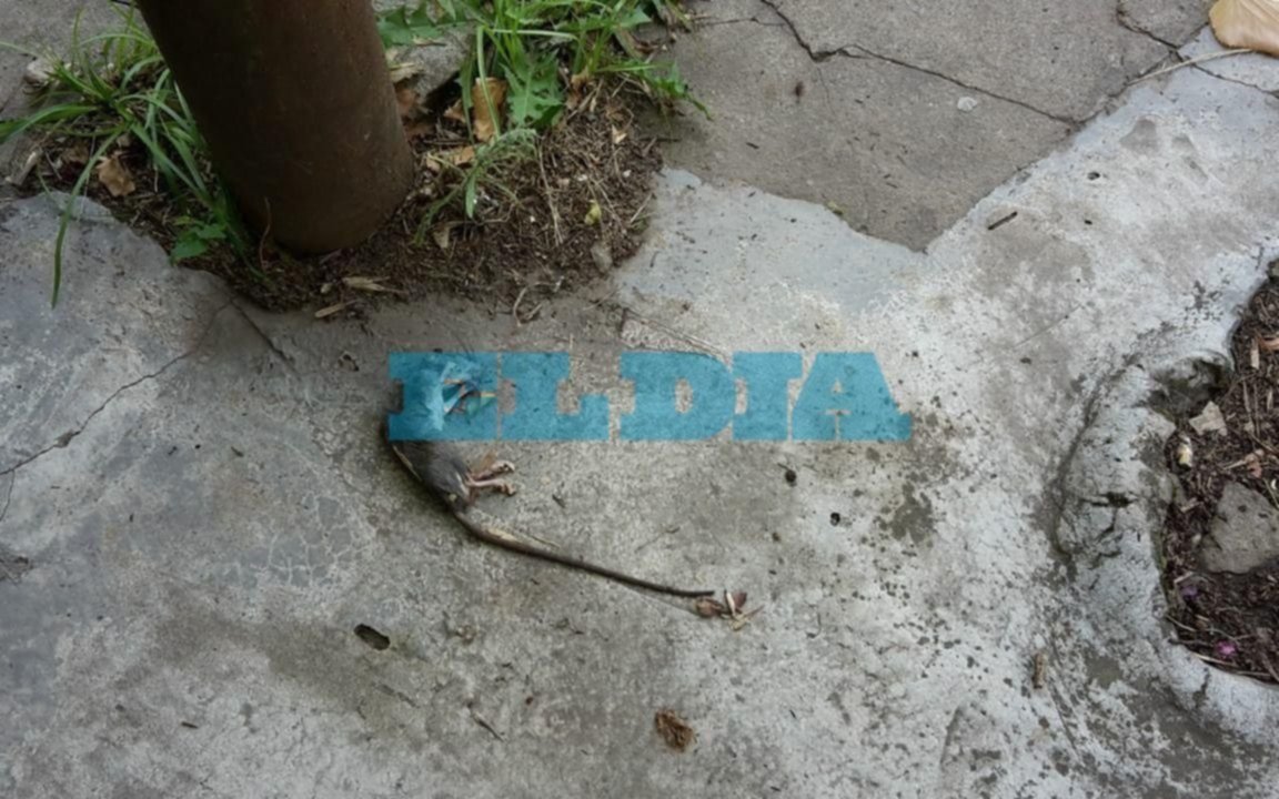 Preocupación por aparición de roedores en 22 entre 63 y 64