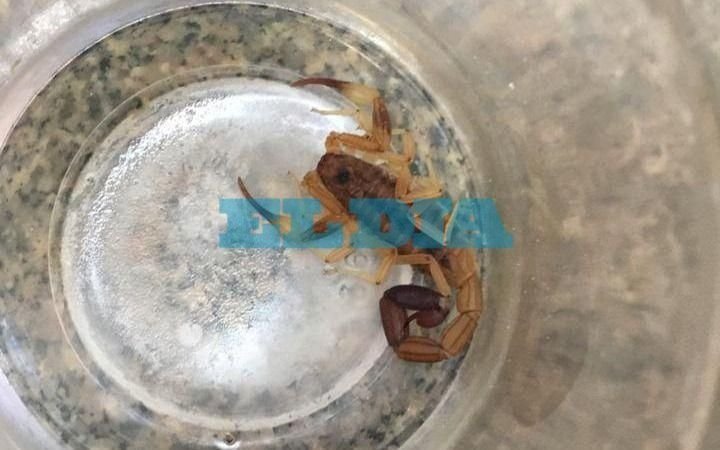 Vecinos en guardia por la aparición de alacranes en La Plata