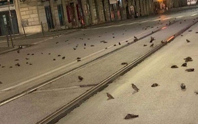 Masacre de pájaros en Roma por la pirotecnia de Año Nuevo