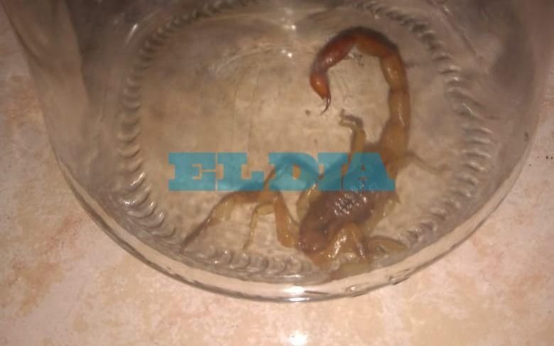 Apareció otro alacrán en Los Hornos y crece la preocupación