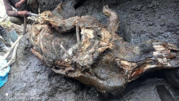 Encontraron congelado el cuerpo de un rinoceronte lanudo de 20.000 años