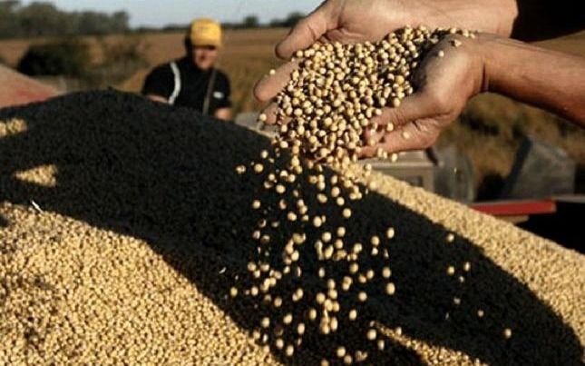 La soja llega a 500 dólares la tonelada y alcanza su cotización más alta en seis años